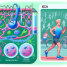 Die Rolle von ECA im Elektrolyttransport für Sportler.